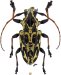 Acanthoderini • Steirastoma marmoratum • ♀