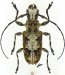 Acanthoderini &bull; Steirastoma senex &bull; ♀