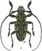 Acanthoderini • Steirastoma • ♂