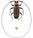 Stenolis sp., (t) in litteris ♂ thumbnail #1