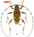 Acanthocinini &bull; Sternacutus annulicornis puertoquitoensis &bull; holotype ♂