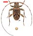 Acanthocinini • Sternacutus compactus • holotype ♂