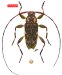 Acanthocinini • Sternacutus odettae • holotype ♂