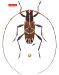 Acanthocinini • Toronaeus propinquus • holotype ♂