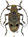 Acanthocinini &bull; Trypanidius kitayamai &bull; ♀