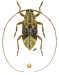 Acanthocinini &bull; Atrypanius leucopygus &bull; ♀