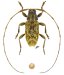 Acanthocinini &bull; Atrypanius leucopygus &bull; ♂