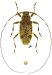 Acanthocinini &bull; Hyperplatys nigrisparsus &bull; ♀