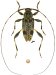 Acanthocinini &bull; Hyperplatys nigrisparsus &bull; ♂