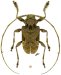 Acanthocinini &bull; Lagocheirus araneiformis parvulus &bull; ♂