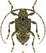 Acanthocinini &bull; Lagocheirus binumeratus &bull; ♀