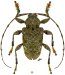 Acanthocinini &bull; Lagocheirus binumeratus &bull; ♂