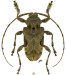 Acanthocinini &bull; Lagocheirus integer &bull; ♂