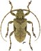 Acanthocinini &bull; Lagocheirus obsoletus obsoletus &bull; ♀
