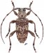 Aderpasini • Aderpas congolensis quadricostatus • ♂