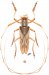 Agapanthiini • Hippocephala fuscostriata • ♂