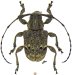 Anisocerini &bull; Thryallis maculosus &bull; ♂