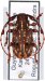 Xylotribus decorator, ♂ thumbnail #0