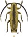 Apomecynini • Ptericoptus similis • ♀