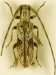 Eunidia sp., ♀ thumbnail #0