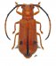 Astathini • Hispastathes ferruginea • ♀