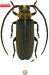 Calliini • Callia inflexa • holotype ♀