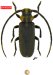Calliini • Callia inflexa • paratype ♂