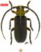Calliini • Callia reducta • holotype ♂