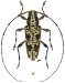 Colobotheini &bull; Colobothea ramosa &bull; ♀