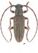 Desmiphorini • Estoloides annulicornis • ♂