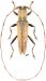 Apomecynini • Mycerinopsis subunicolor • ♂