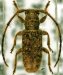 Desmiphorini &bull; Eupogonius subaeneus &bull; ♂