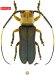 Hemilophini • Adesmus patawaensis • holotype ♂