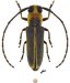 Hemilophini &bull; Alampyris quadricollis &bull; ♀