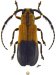 Hemilophini &bull; Arixiuna varians &bull; ♀