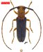 Hemilophini &bull; Eranina oaxacana &bull; holotype ♀