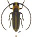 Hemilophini &bull; Essostrutha binotata &bull; ♀