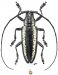 Lamiini • Acridocephala nicoletii • ♀