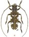 Lamiini &bull; Hammatoderus thoracicus &bull; ♀