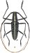 Lamiini &bull; Ptychodes bifasciatus &bull; ♂