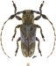  Onciderina • Eudesmus grisescens • ♂