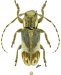  Onciderina &bull; Eudesmus nicaraguensis &bull; ♀