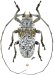 Onciderina &bull; Lochmaeocles cretatus &bull; ♂