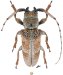  Onciderina &bull; Oncideres rubra &bull; ♂