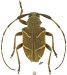 Phacellini &bull; Eurycallinus mirabilis &bull; ♂