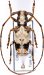 Protonarthrini • Protonarthron olympianum • ♂