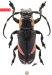 Pteropliini • Callimetopus vitalii • holotype ♂