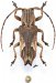 Pteropliini • Pterolophia pseudocaudata • ♀