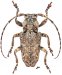 Pteropliini • Pterolophia densefasciculata • ♂
