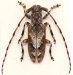 Prosidactus bartolozii, ♂ thumbnail #0